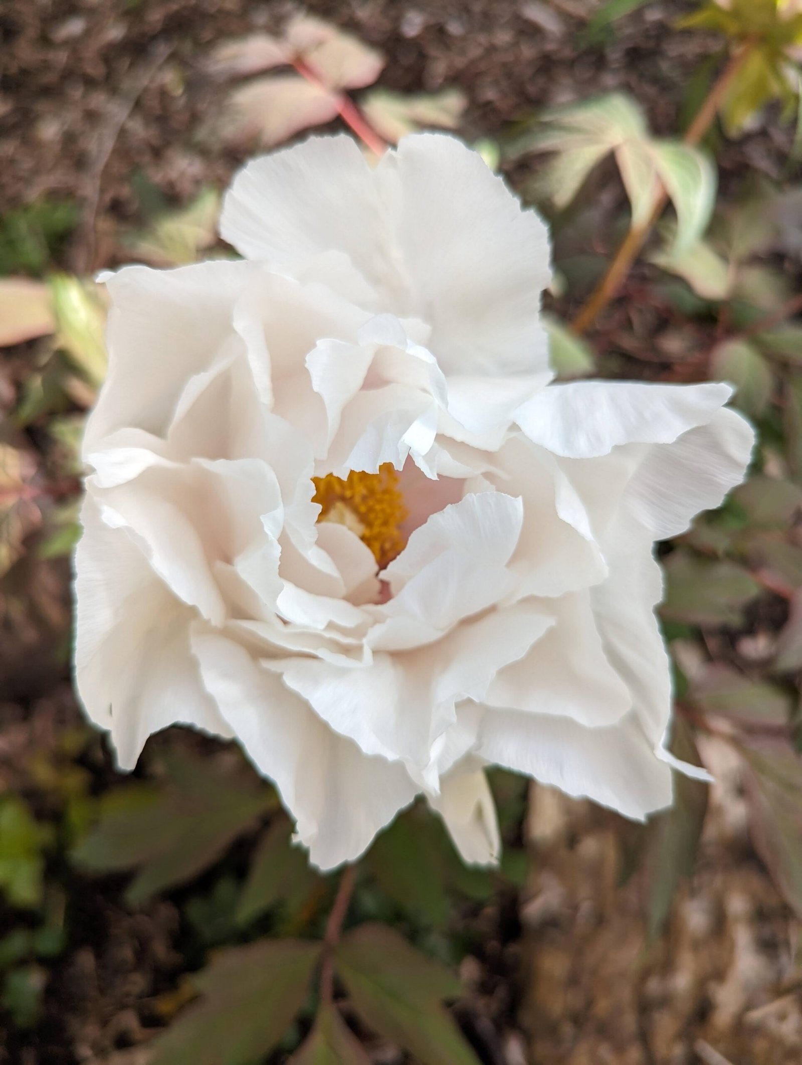 Large white flower cold hardy tree peony Preorder for fall 2026 - Image 4