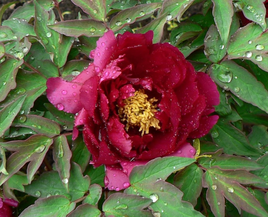 Wu jin yao hui tree peony - Image 4