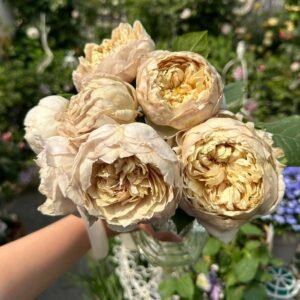 Charlotte Perriand Japanese garden rose plant flower bush shrub