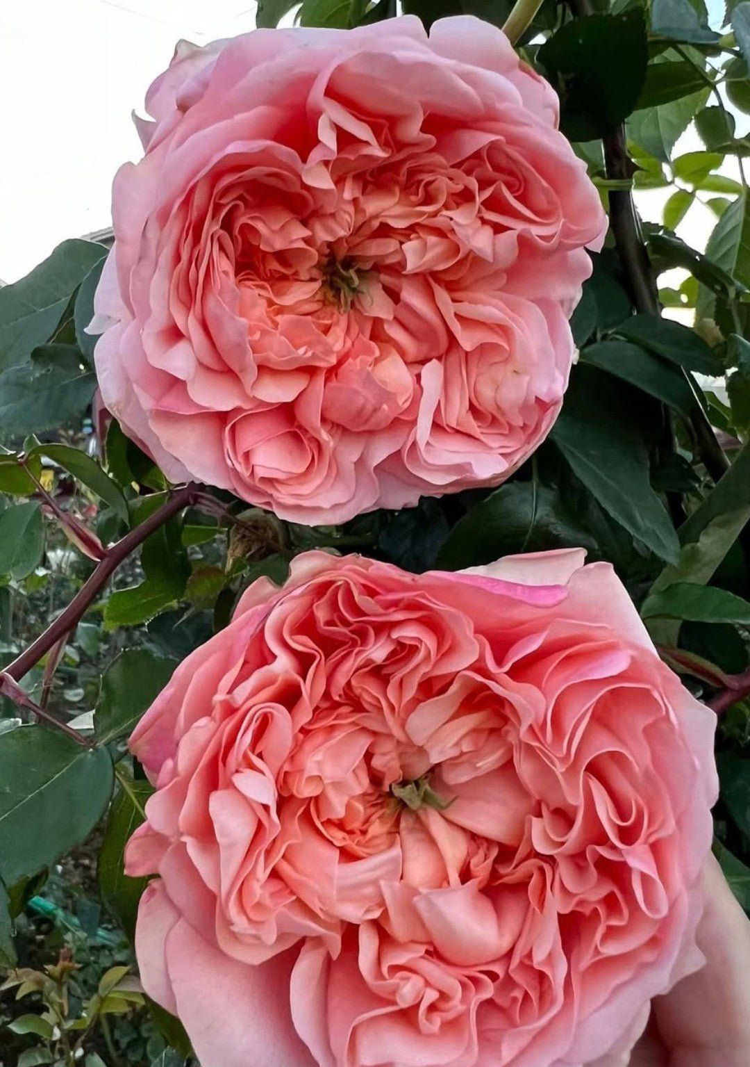 Eve DA garden rose plant flower bush shrub - Image 3