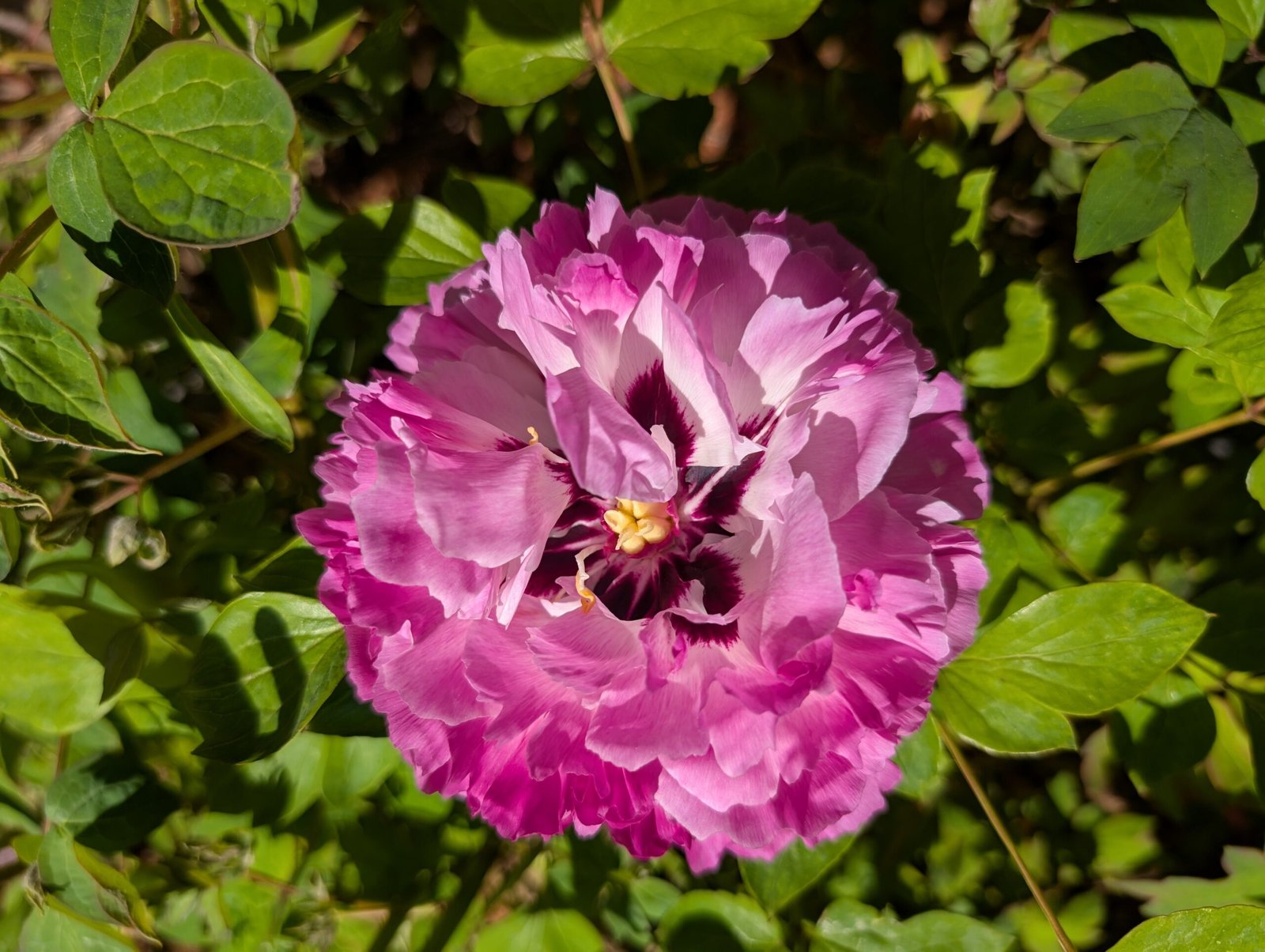Bao Lian Deng tree peony - Image 15