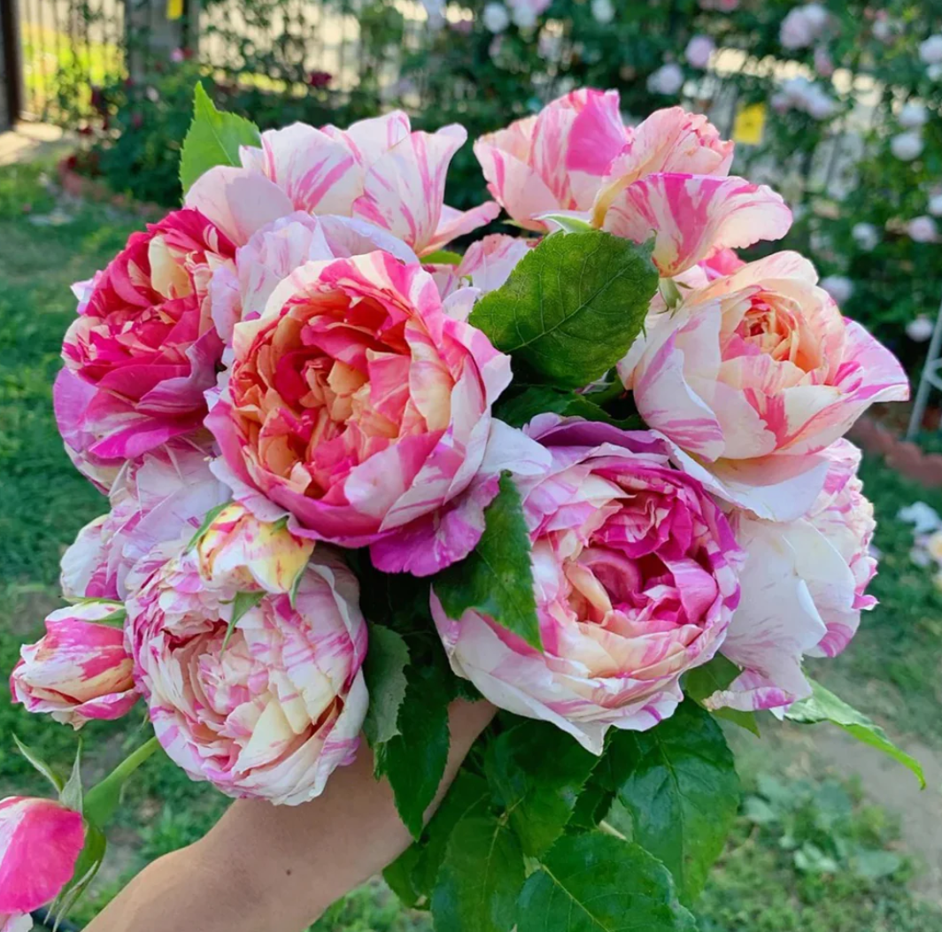 2 tone thornless climbing Edouard Manet rose plant flower bush shrub - Image 3