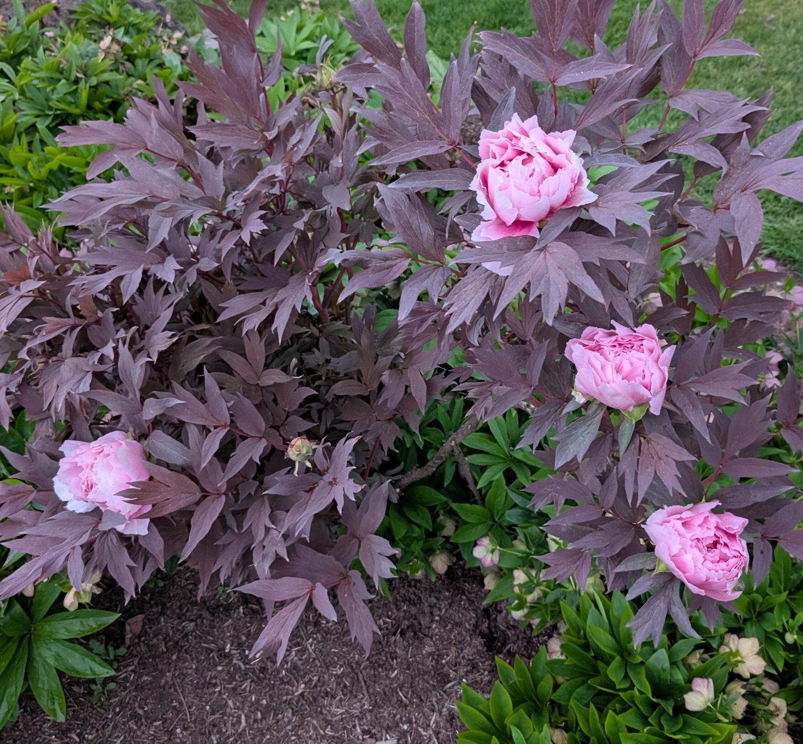 Purple leaf pink Eternal Camellias Japanese tree peony - Image 4
