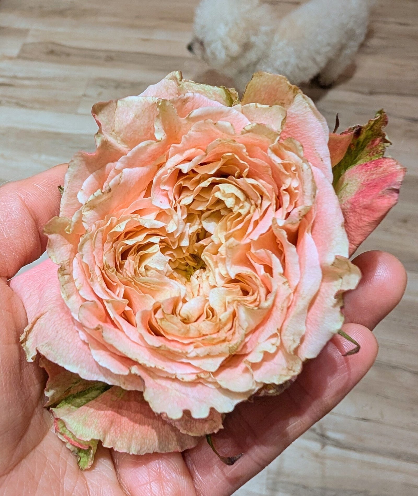 C.S. Louise lookalike garden rose plant flower bush shrub - Image 4