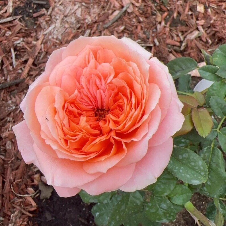 Dragonfly garden rose plant flower bush shrub - Image 5