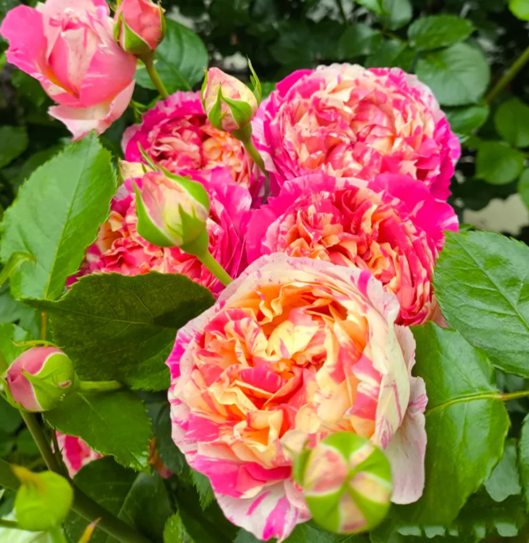 2 tone thornless climbing Edouard Manet rose plant flower bush shrub - Image 2