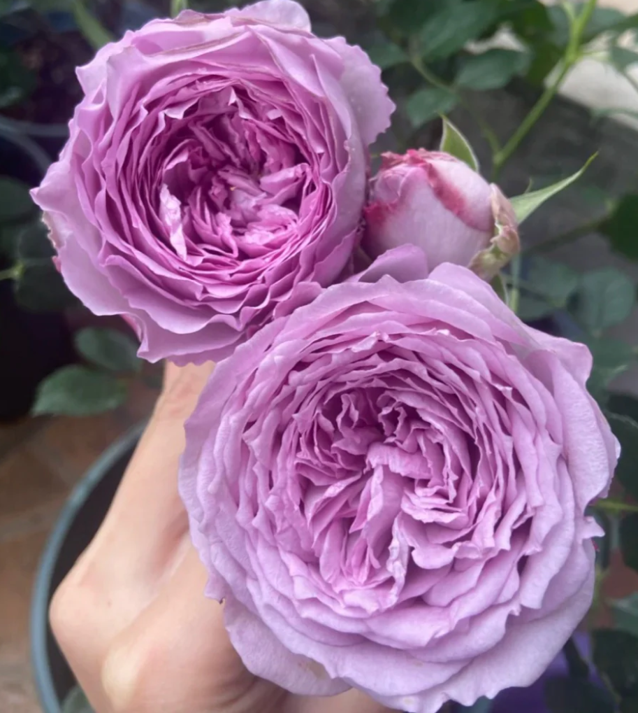 Lapis Lazuli/Lazuri garden rose plant flower bush shrub - Image 4