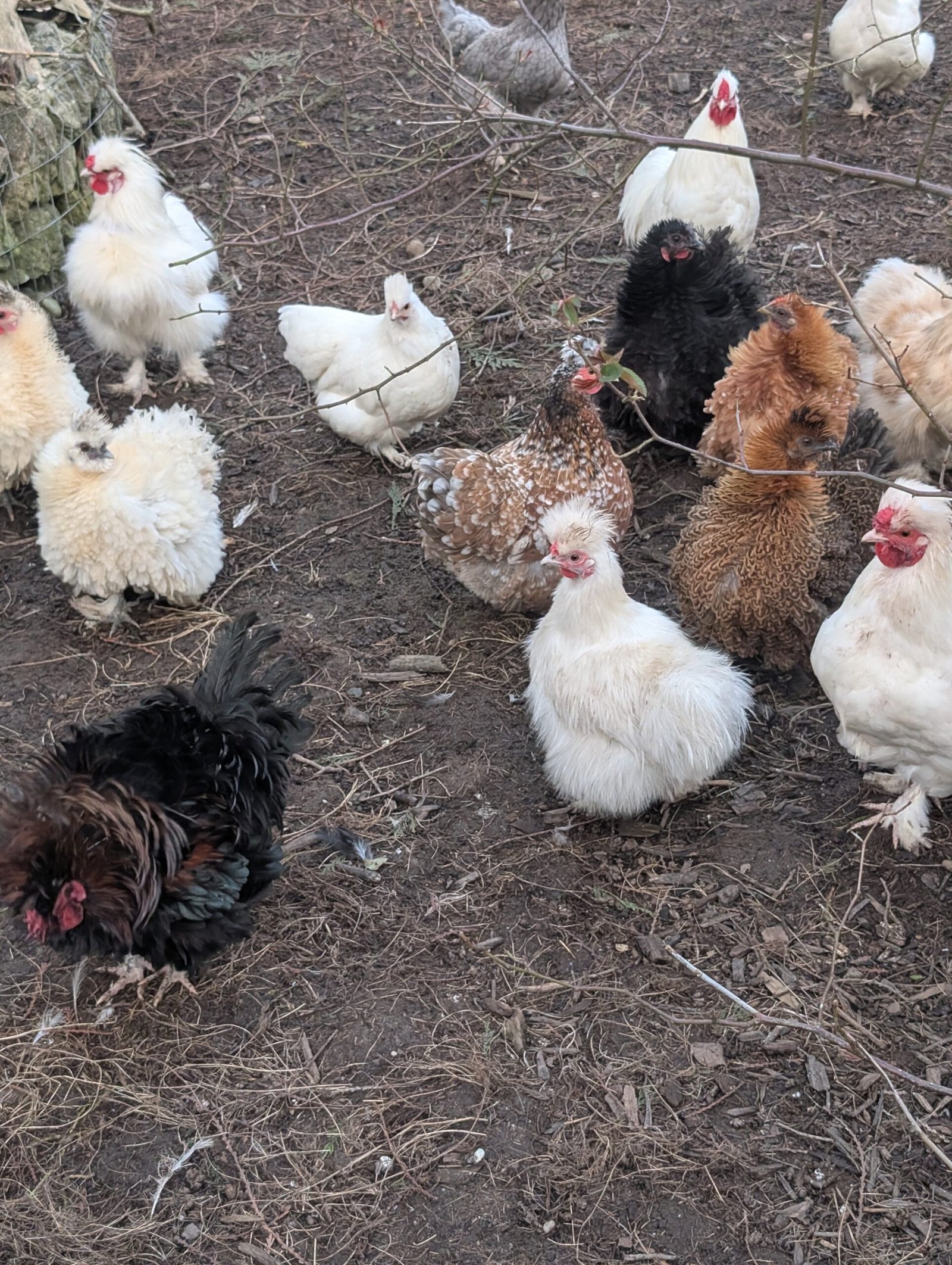 Free small bantam mixed color frizzle rooster - Image 5