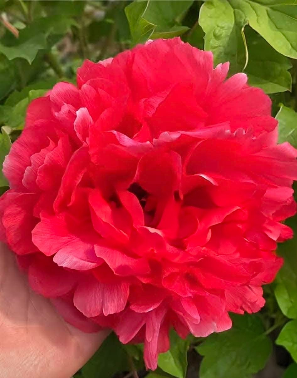 "Alchemist's Fire" large flower tree peony - Image 2