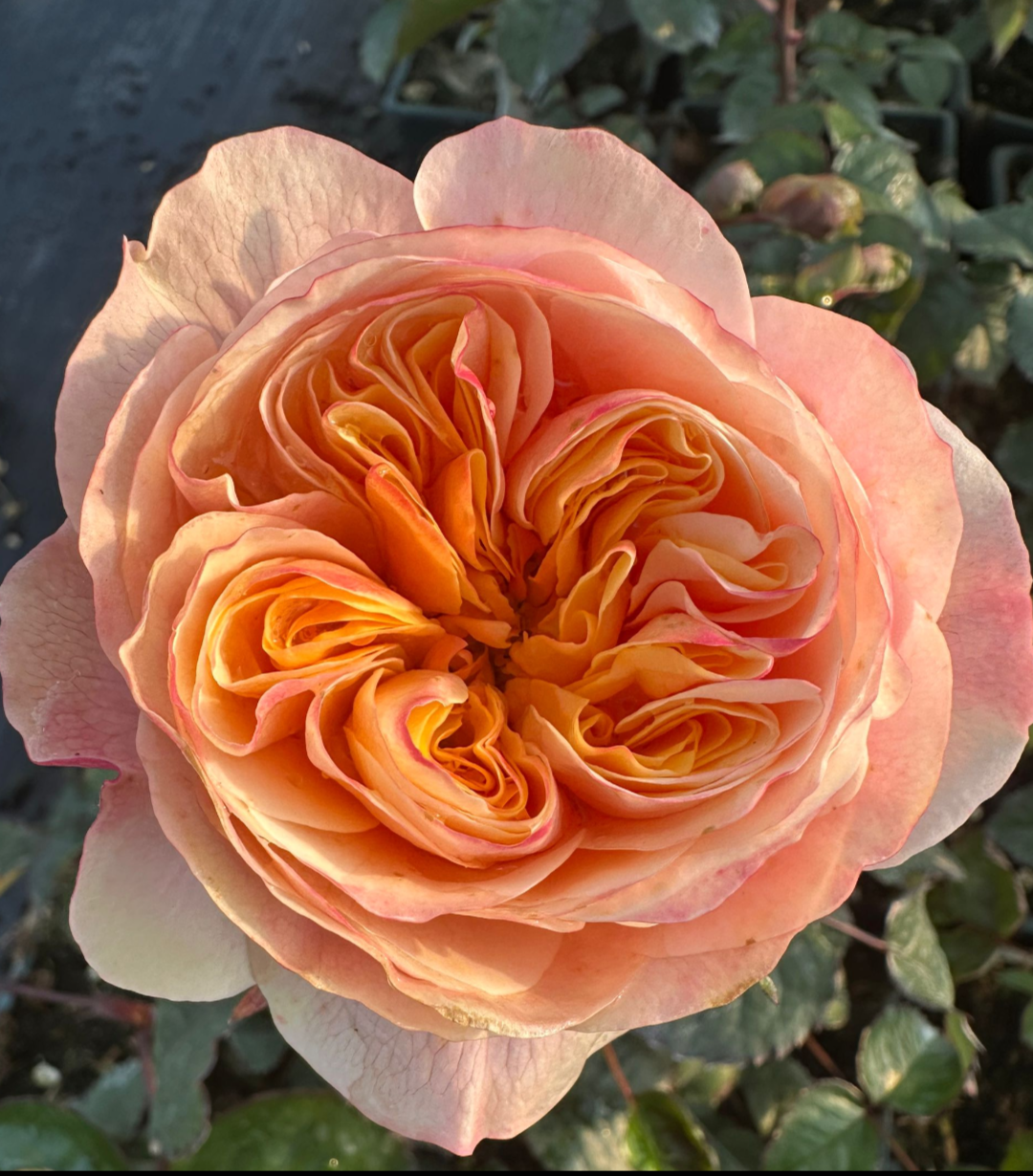 Tip Top garden rose plant flower bush shrub - Image 4