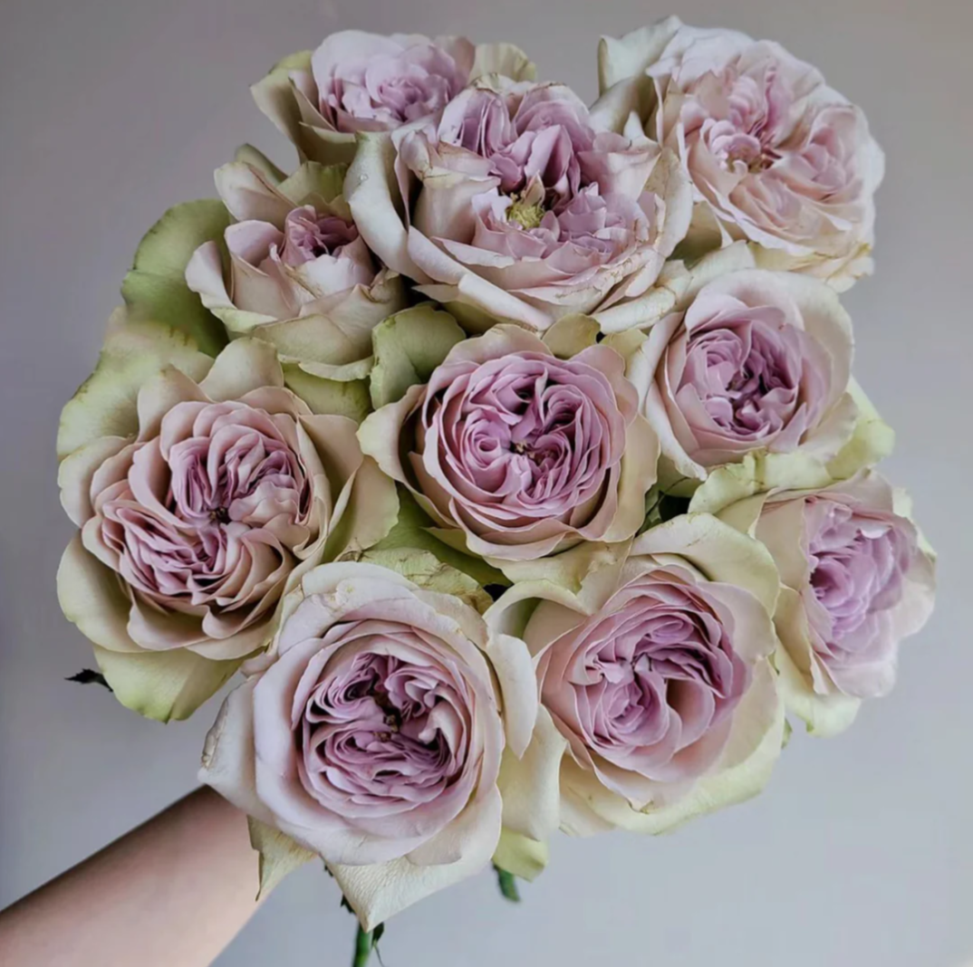 Notre Dame fragrant garden rose plant flower bush shrub - Image 2