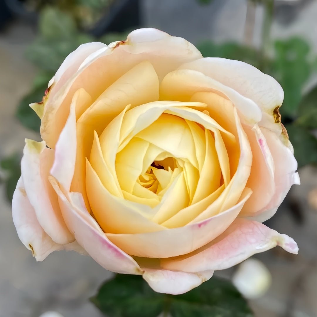 Priscilla color changing garden rose plant flower bush shrub - Image 6