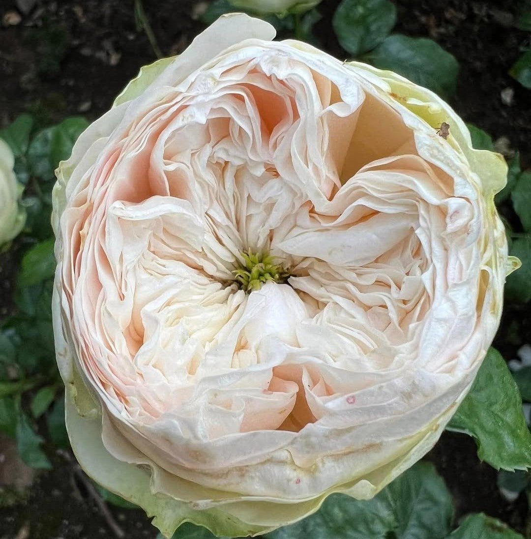 Pink Pie garden rose plant large flower bush deciduous shrub - Image 3
