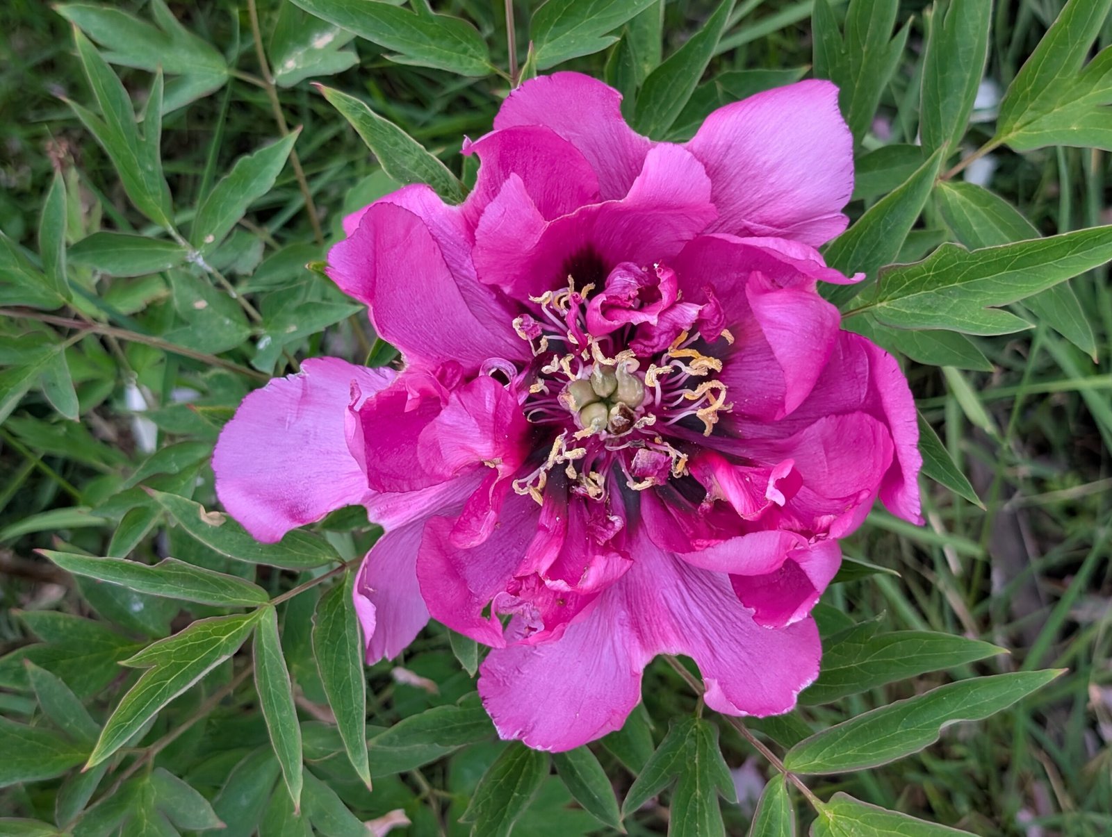 Yin Zhen Xiu Hong Pao tree peony - Image 3