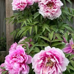 Japanese large flower tree peony