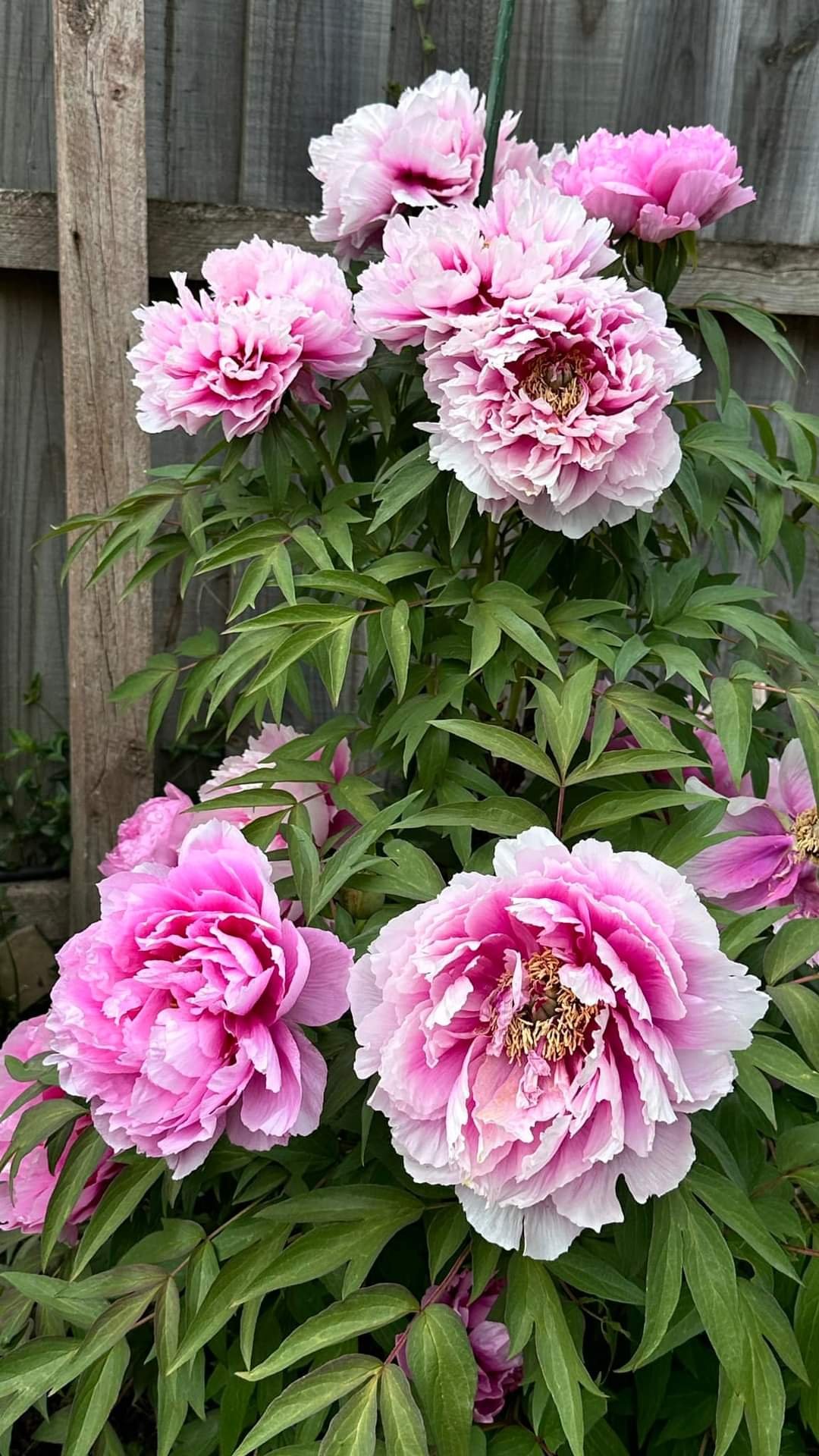 Japanese large flower tree peony