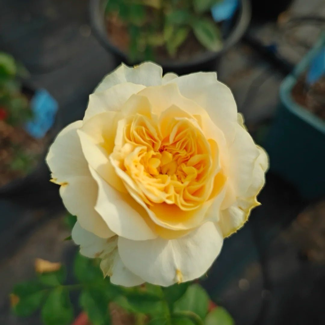 King's Cross garden rose plant flower bush shrub - Image 4