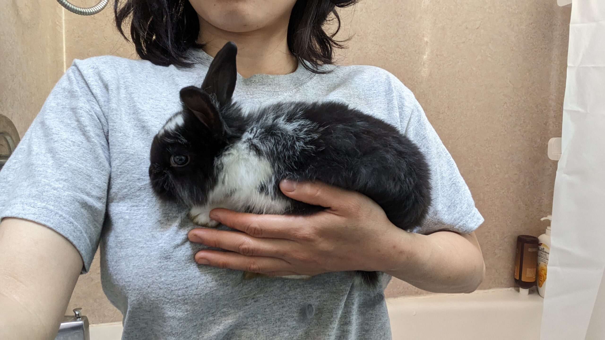 2-6 month old bunny rabbits - Image 7