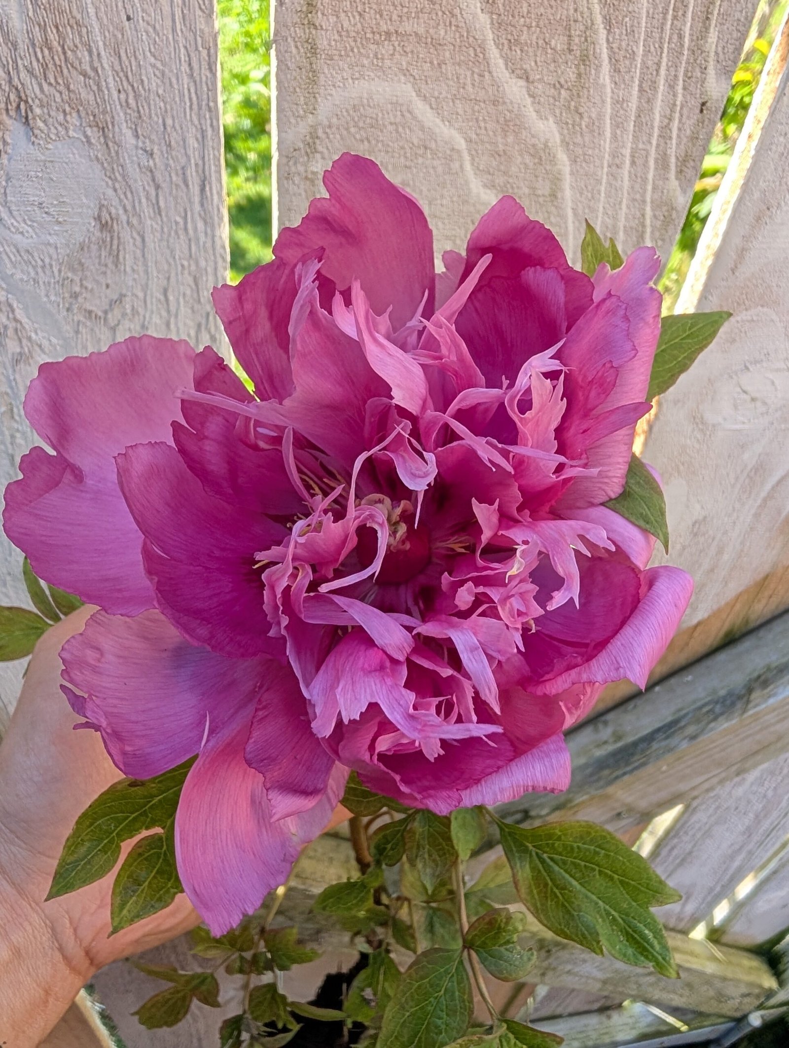 Yin Zhen Xiu Hong Pao tree peony - Image 5