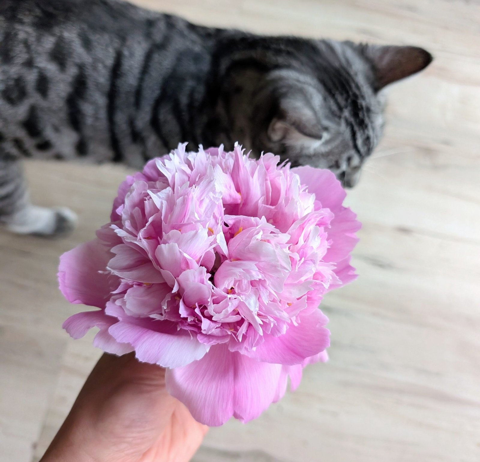 Lan Tian Piao Yun tree peony - Image 4