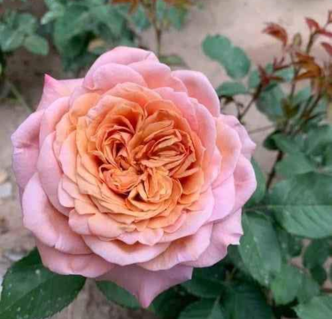 Miyabi Cha Japanese wedding garden rose plant large flower bush deciduous shrub - Image 3
