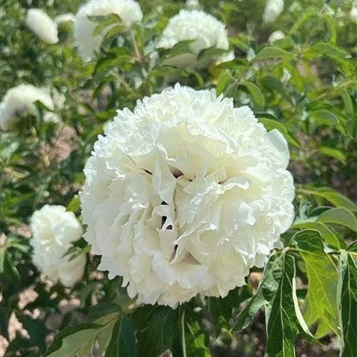 "Jade Hydrangea" large fragrant creamy white flower tree peony - Image 3