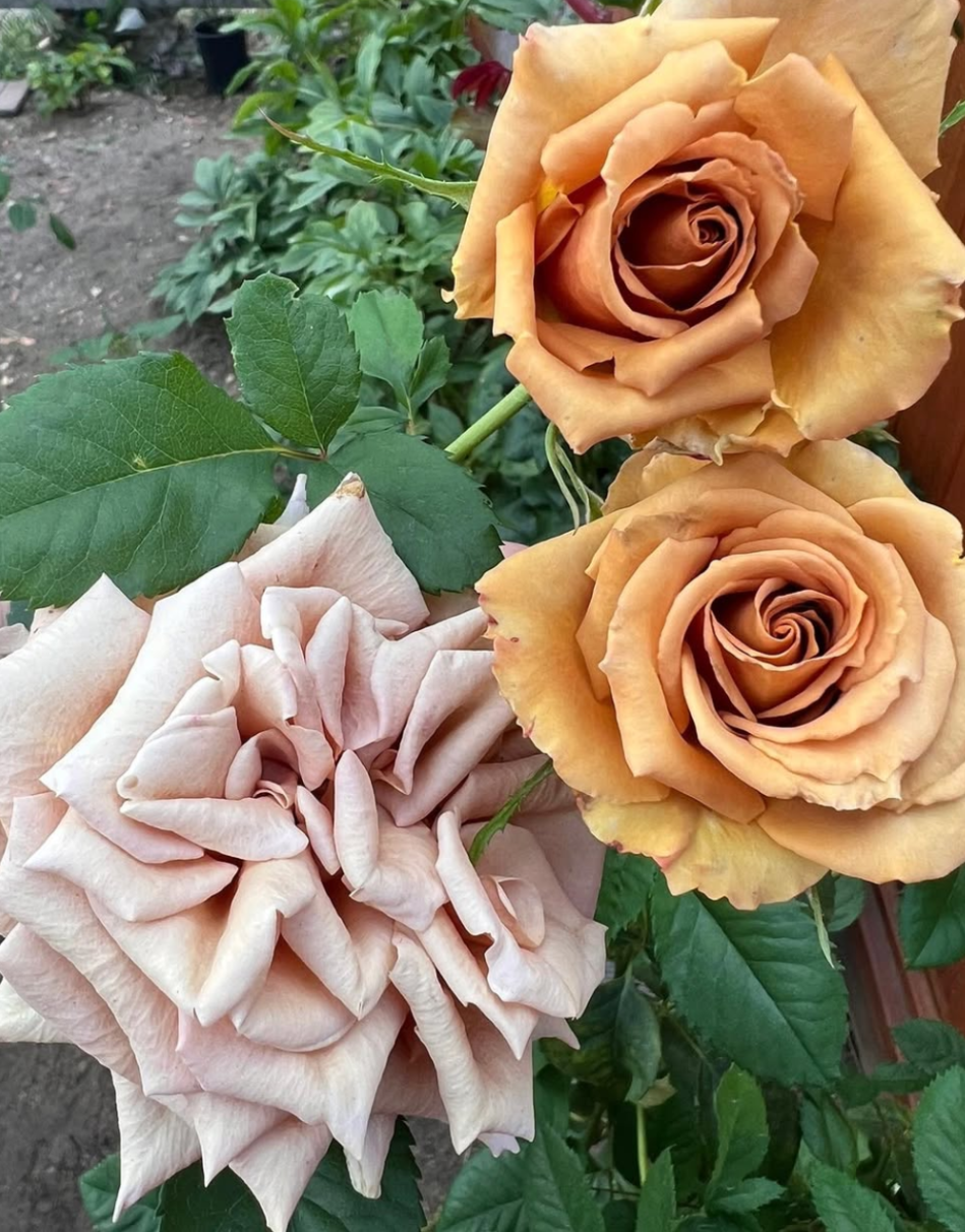 Toffee garden rose plant flower bush shrub - Image 2