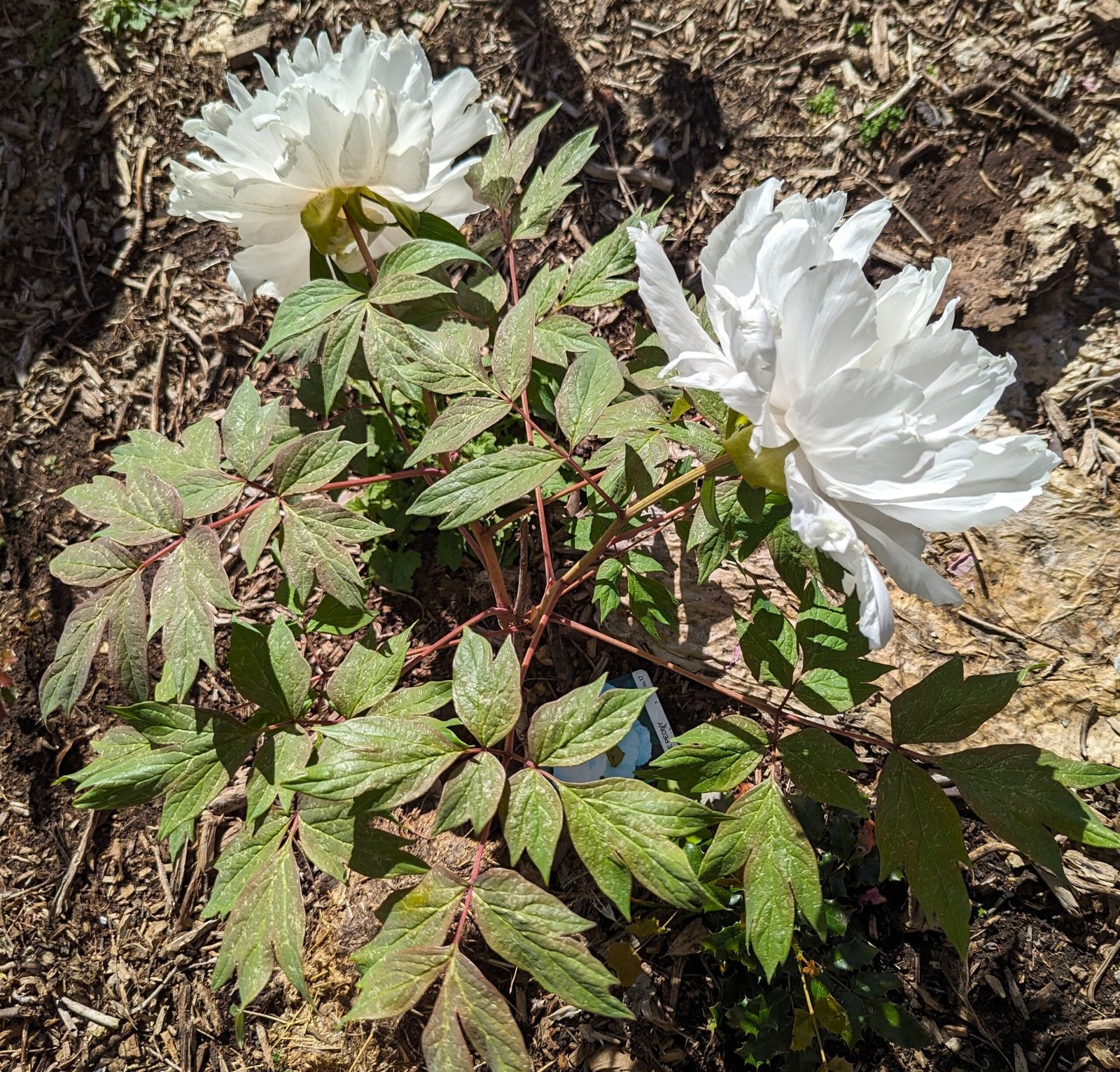 Large white flower cold hardy tree peony Preorder for fall 2026 - Image 2
