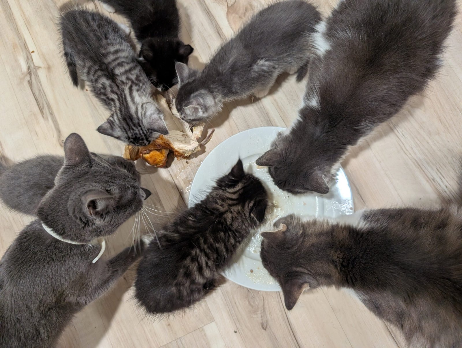 2.5 month old kitten kitty cats - Image 15