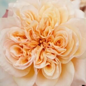 Issei Japanese garden rose plant flower bush deciduous shrub