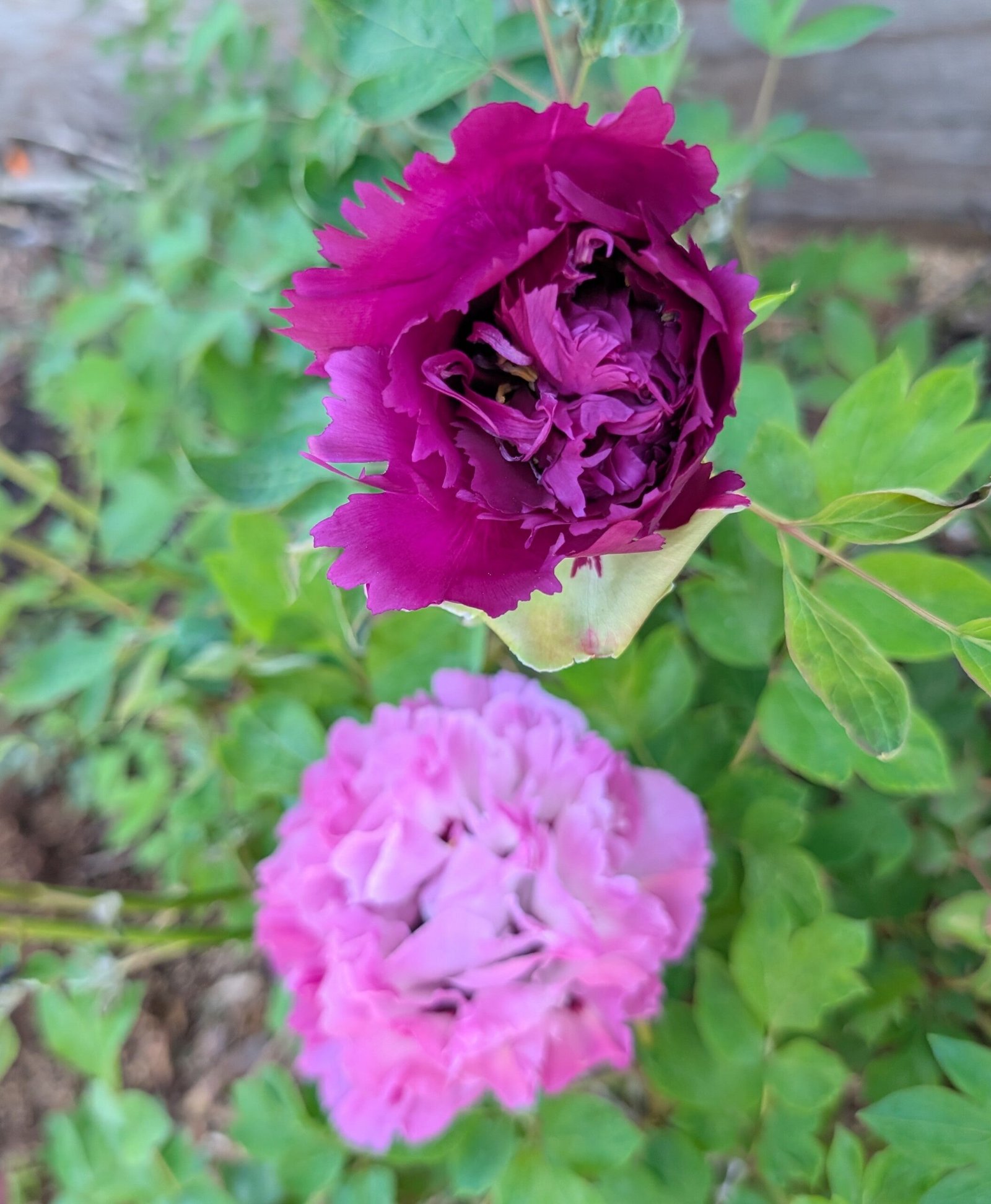 "Zi guan yu chi" large flower tree peony - Image 3