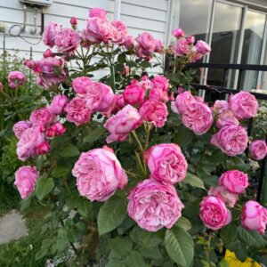 DA Car garden rose plant flower bush deciduous shrub