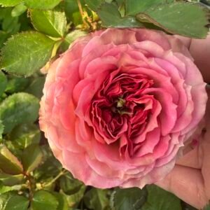 Ritual  garden rose plant flower bush deciduous shrub