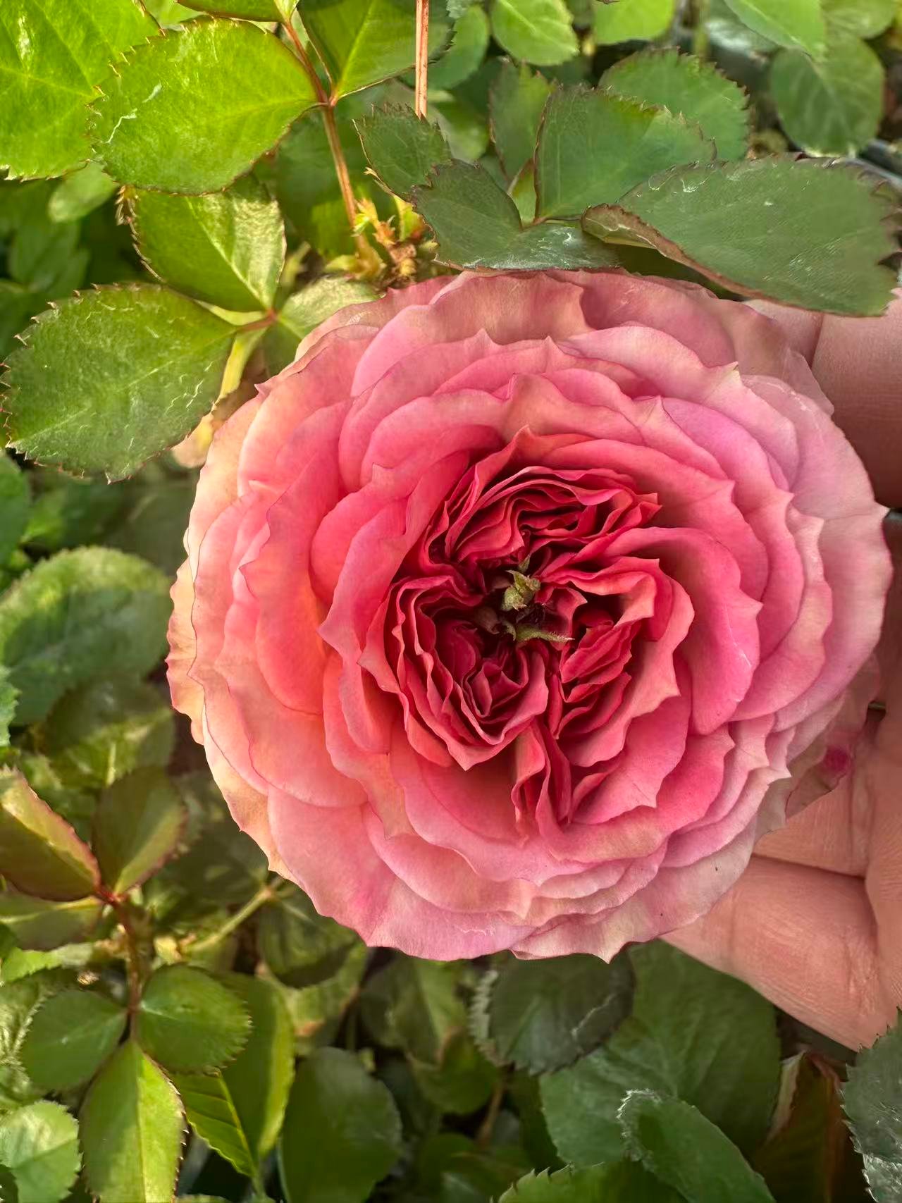 Princess Sakura garden rose plant flower bush deciduous shrub - Image 2