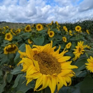 Giant sunflower