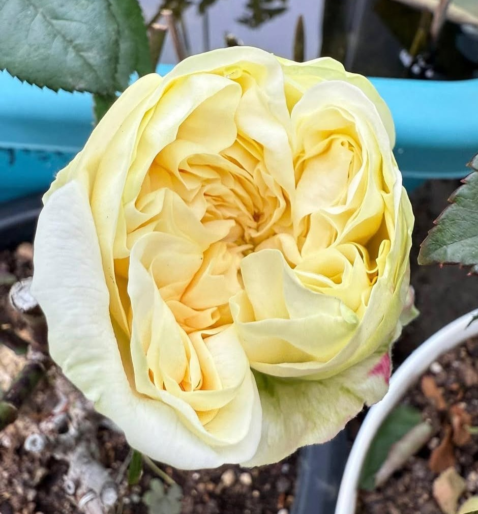 L. Harper garden rose plant flower bush deciduous shrub - Image 2