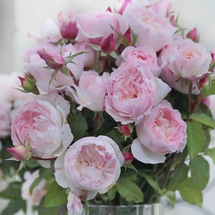 Le Rire garden rose plant flower bush shrub - Image 4