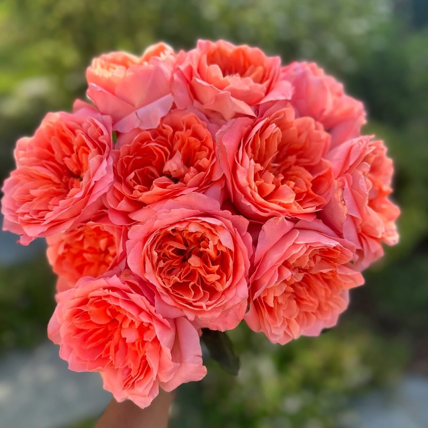 Victoria's Secret garden rose plant flower bush shrub - Image 6