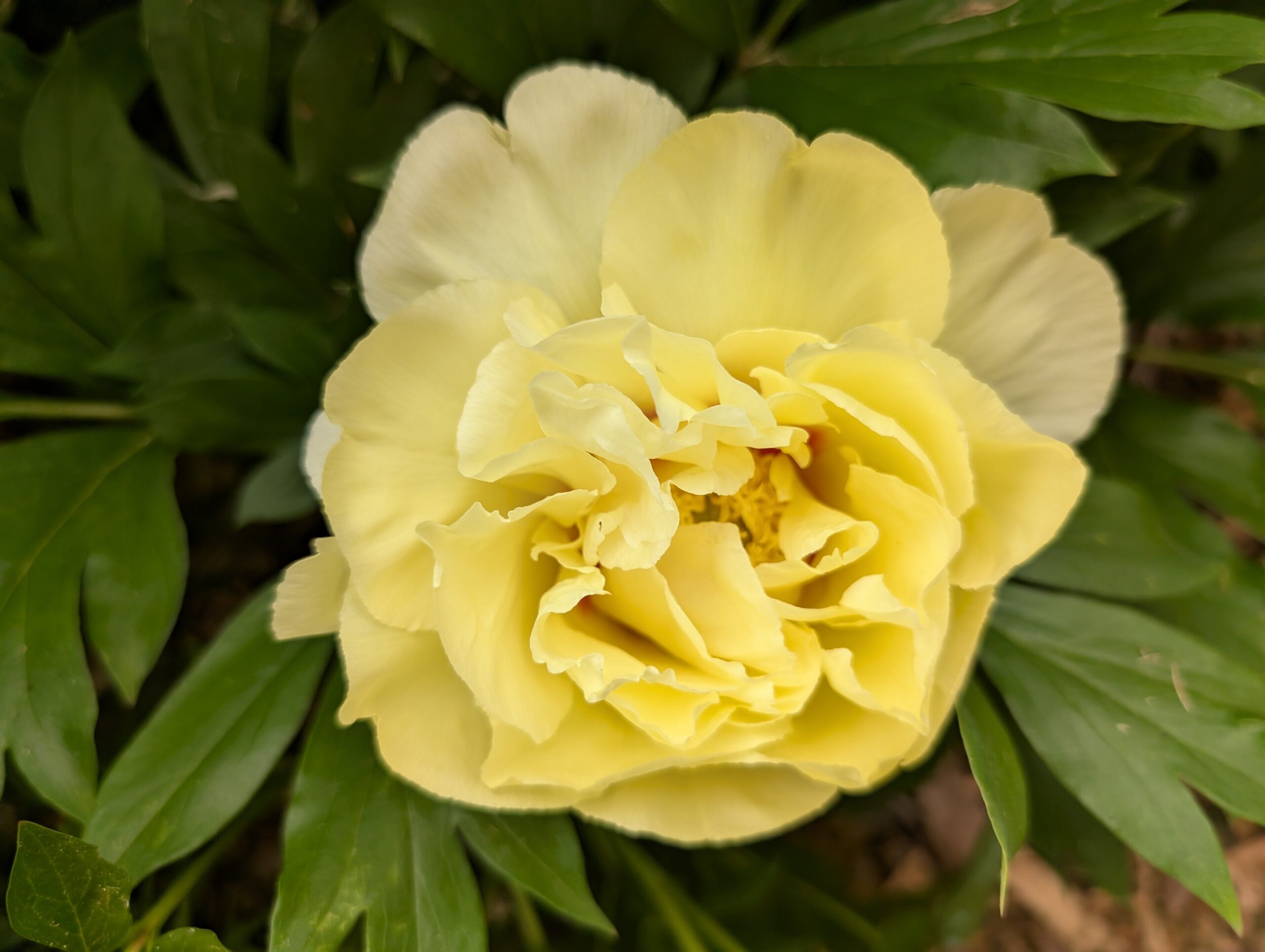 Bartzella Itoh Peony - Image 2