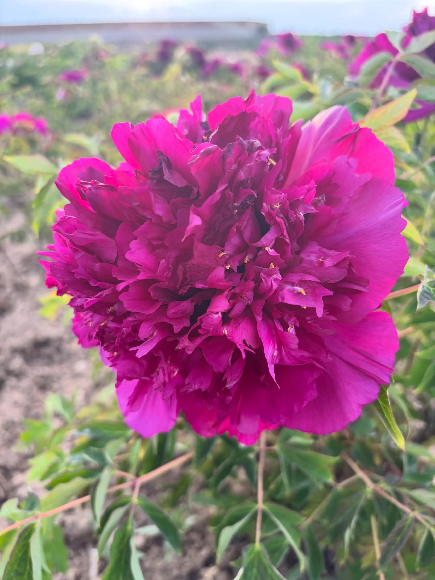 Cheng Xin tree peony - Image 5