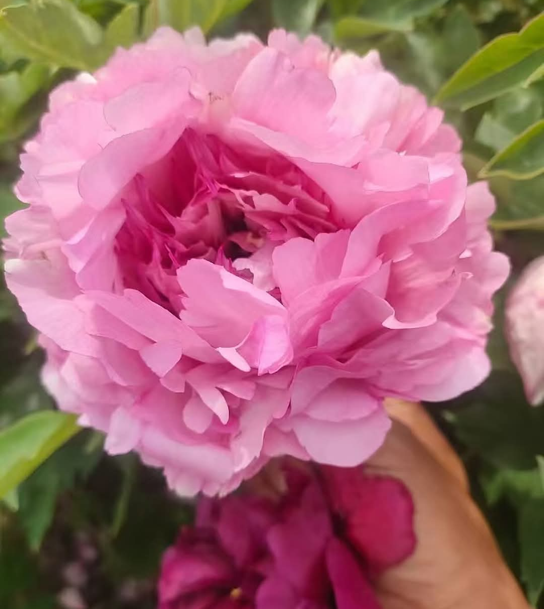 "Peace & Prosperity" multicolor large flower tree peony - Image 5