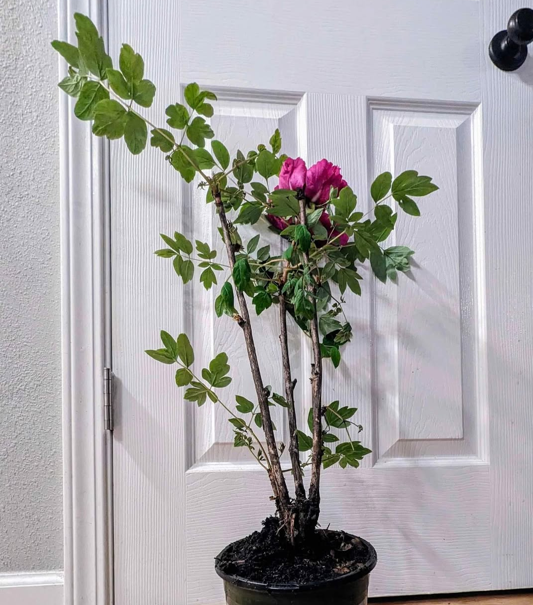"Sweet Magic" large flower tree peony Preorder for fall 2026 - Image 2