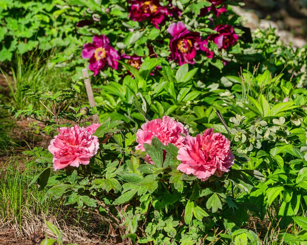 "Large Hu's Red" large flower tree peony - Image 2