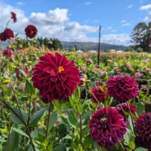Red Dahlia