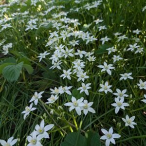 Free white Stars of Bethlehem plants