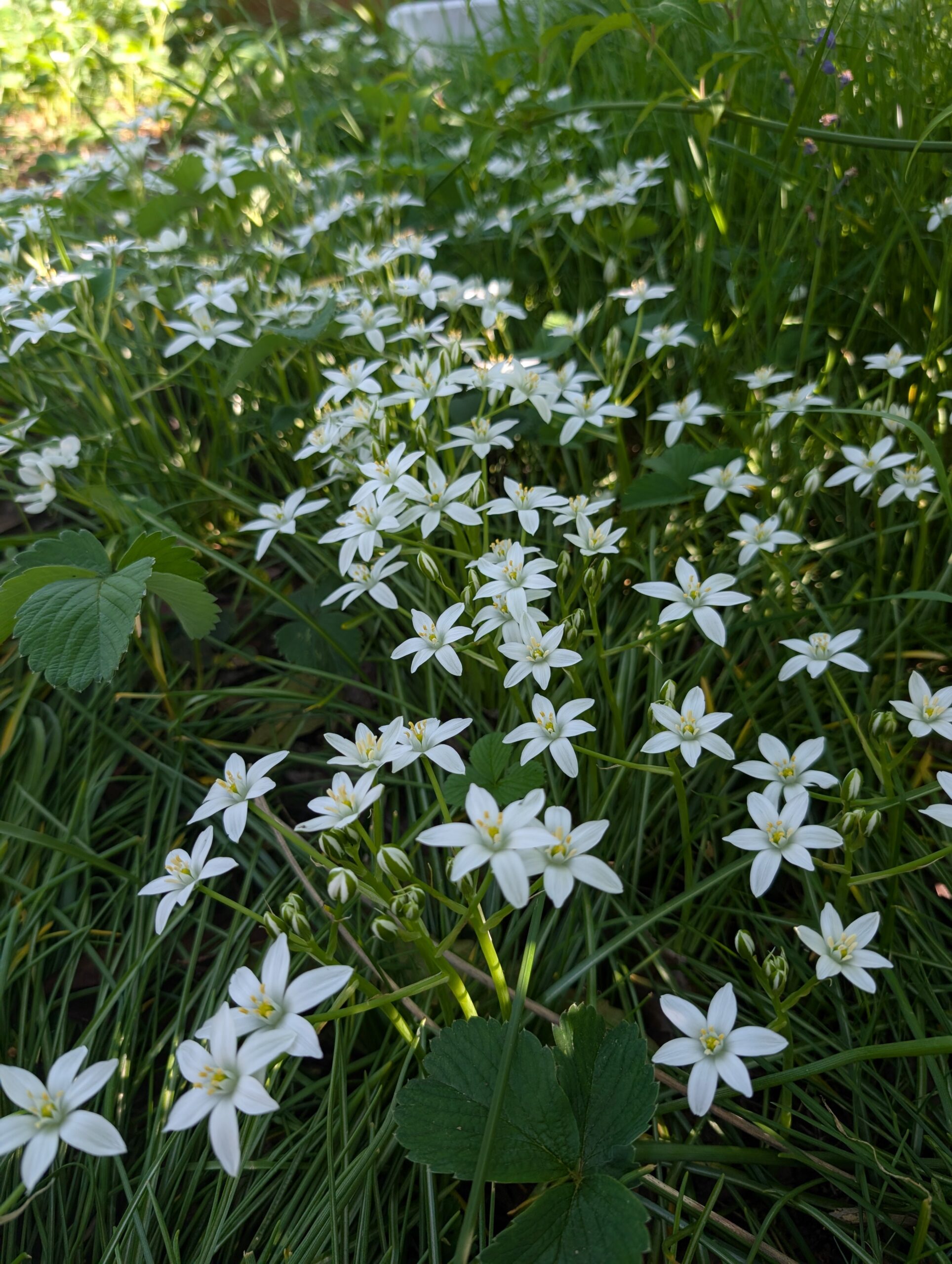 Free white Stars of Bethlehem plants