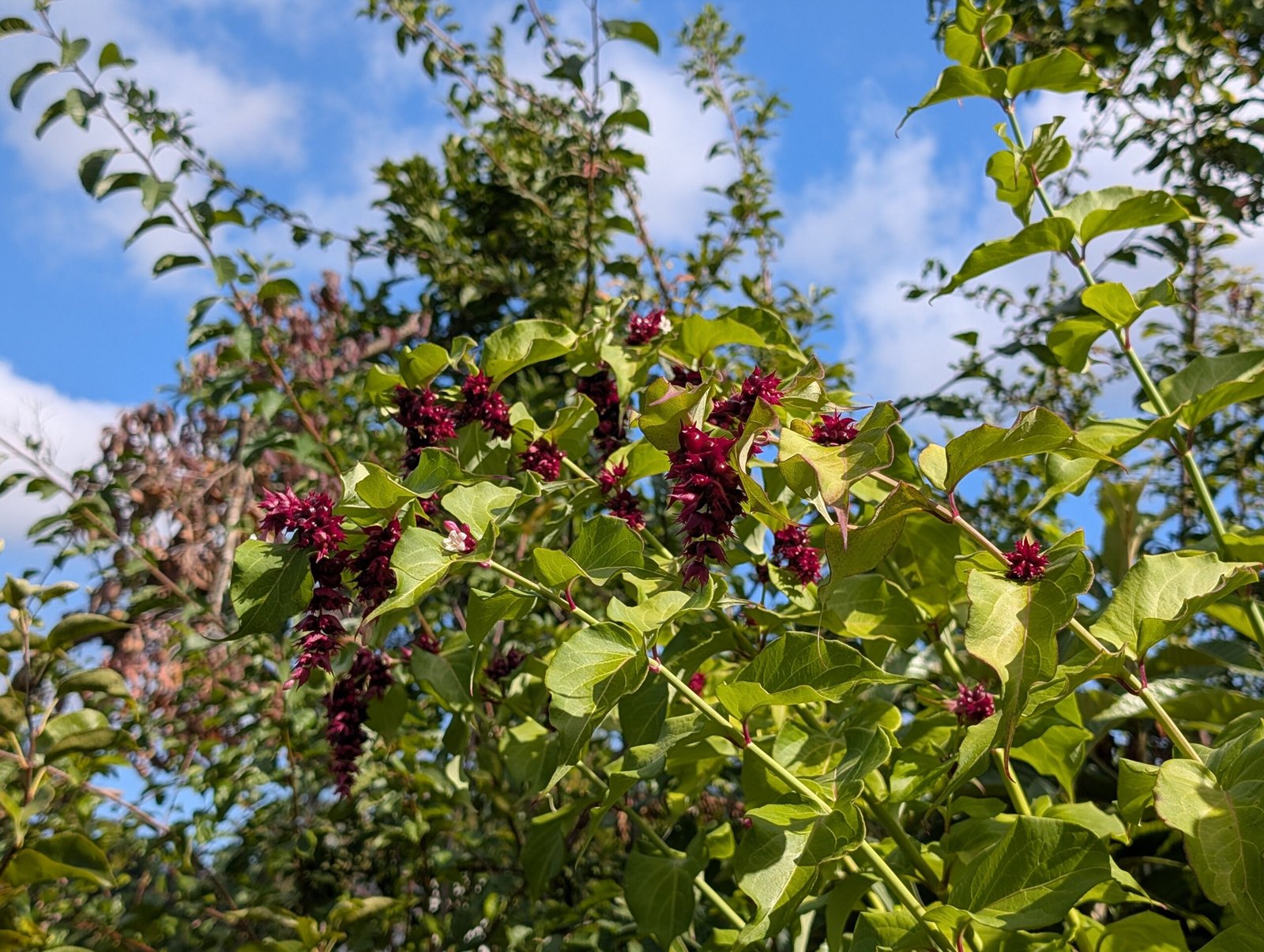 Free Himalayan honeysuckle seeds and cuttings - Image 8