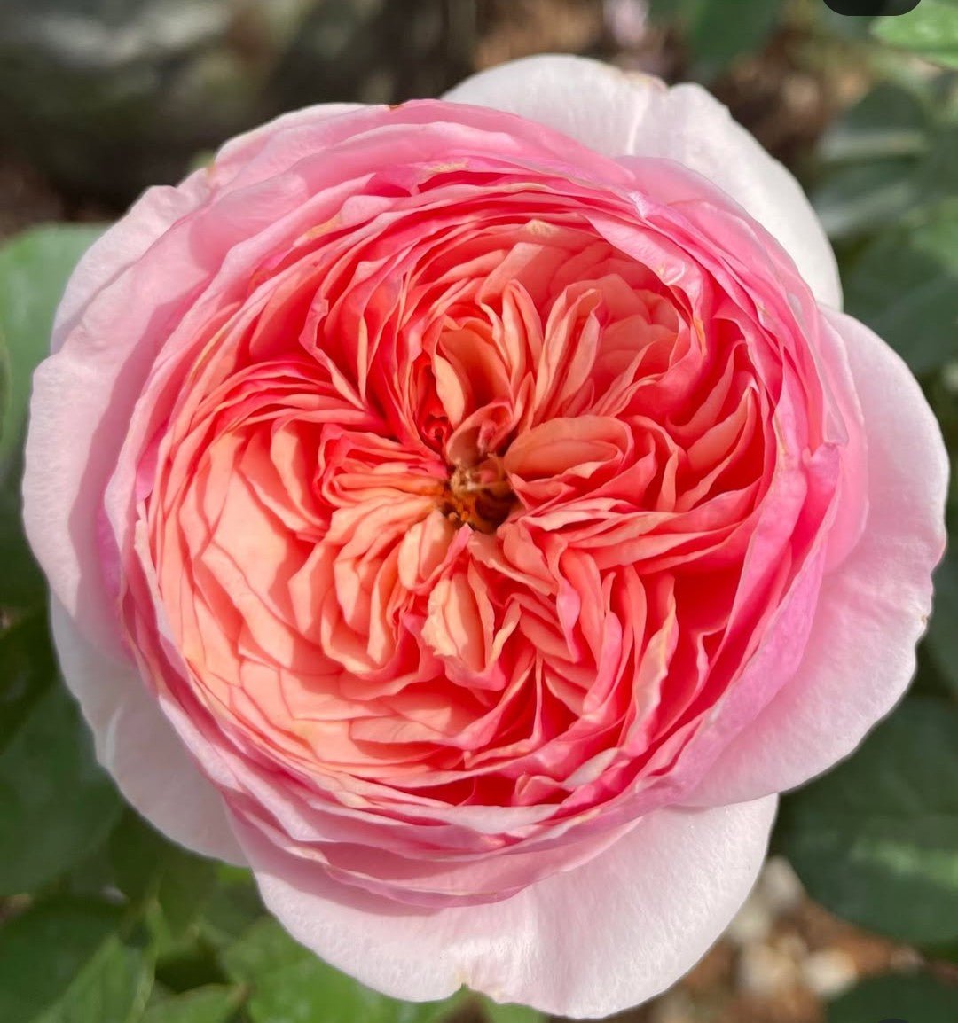 Romeo garden rose plant flower bush deciduous shrub - Image 4