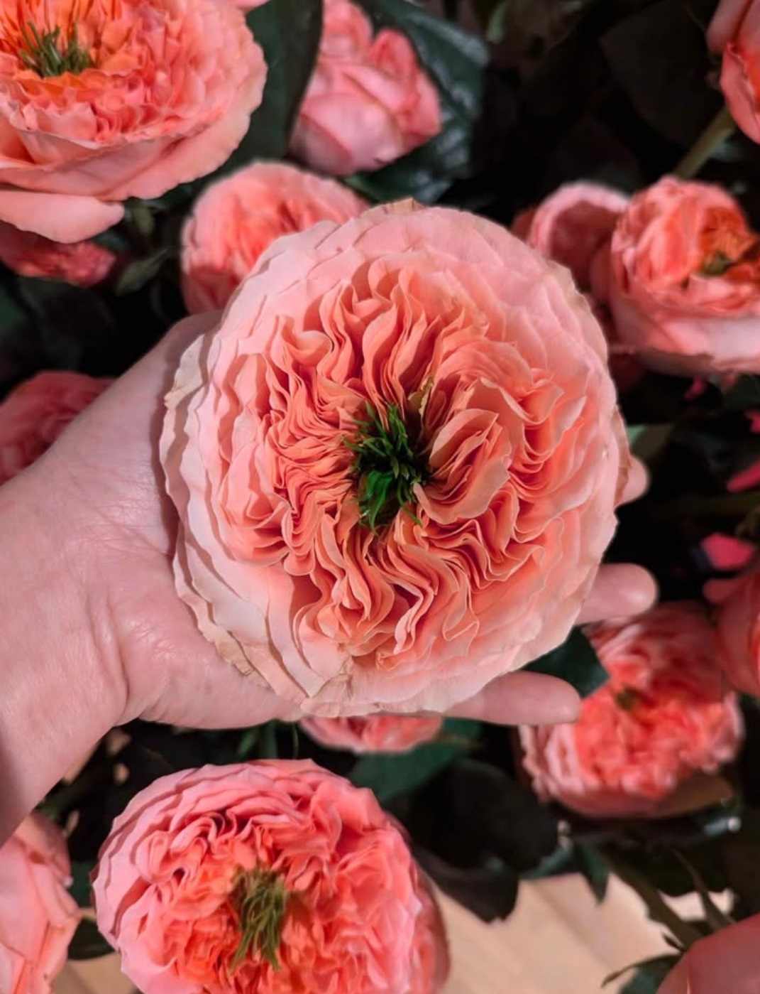 Pink Xpression (expression) garden rose plant flower bush shrub - Image 9