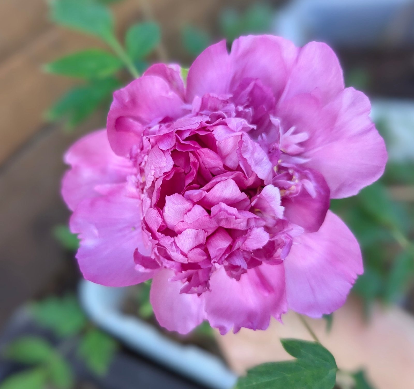 "Lavender Silk" large flower cold hardy part shade tree peony - Image 5